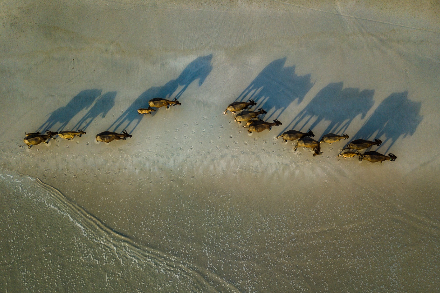 Buffalo on the beach at Selong Belanak